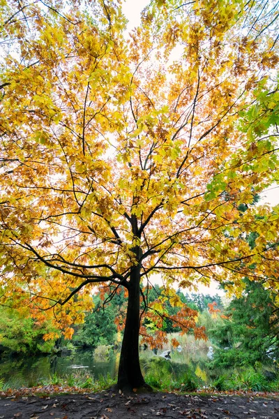 Tiro Vertical Árvore Com Folhagem Outono Brilhante Vancouver Island British — Fotografia de Stock