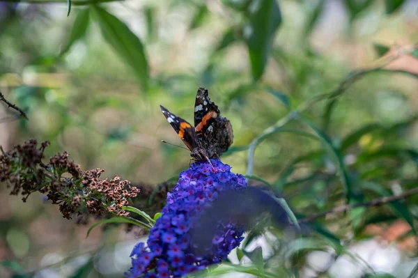 Вертикальный Крупный План Бабочки Красивых Сиреневых Цветах — стоковое фото