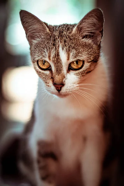 Selektiv Fokusbild Bedårande Grå Och Vit Katt — Stockfoto