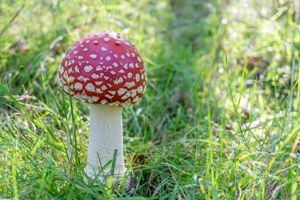 Μια Άποψη Της Amanita Muscaria Αυξάνεται Μεταξύ Του Χόρτου — Φωτογραφία Αρχείου