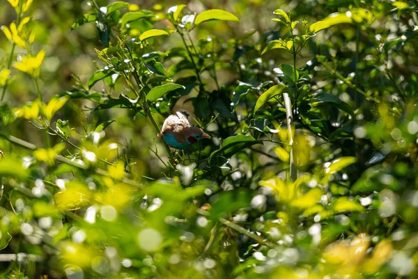 Una Vista Panorámica Pájaro Posado Una Rama Árbol Clima Soleado — Foto de Stock