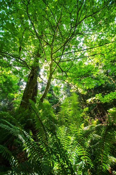 Tiro Vertical Vegetação Verde Floresta Vancouver Island British Columbia Canadá — Fotografia de Stock