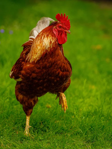 一只棕色的公鸡在草地上散步时的垂直镜头 — 图库照片