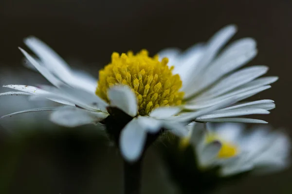 Nahaufnahme Eines Schönen Gänseblümchens Das Garten Blüht — Stockfoto