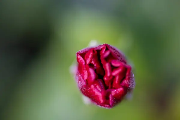 Close Botão Flor Vermelha Jardim — Fotografia de Stock