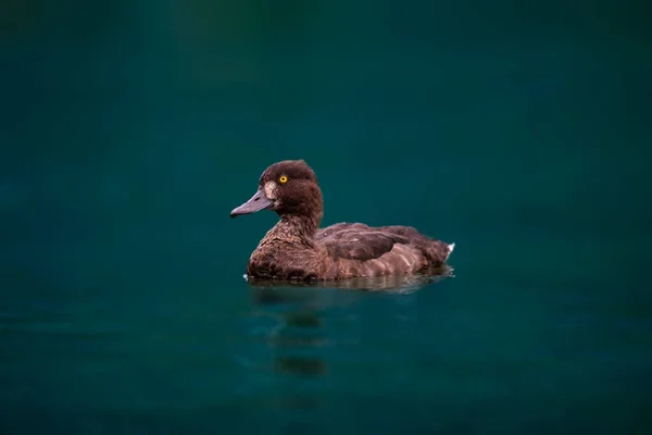 ターコイズブルーの水の中で泳ぐ可愛いアヒルのクローズアップ — ストック写真