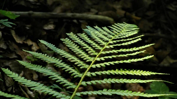 Крупный План Свежих Зеленых Листьев Папоротника — стоковое фото
