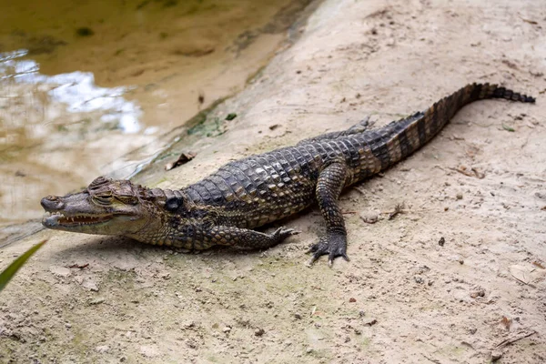Zbliżenie Małego Aligatora Zoo — Zdjęcie stockowe