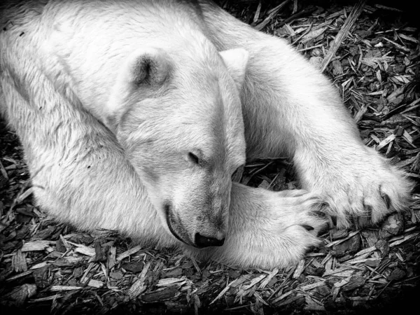 Сірий Знімок Білого Ведмедя Який Спить Землі — стокове фото