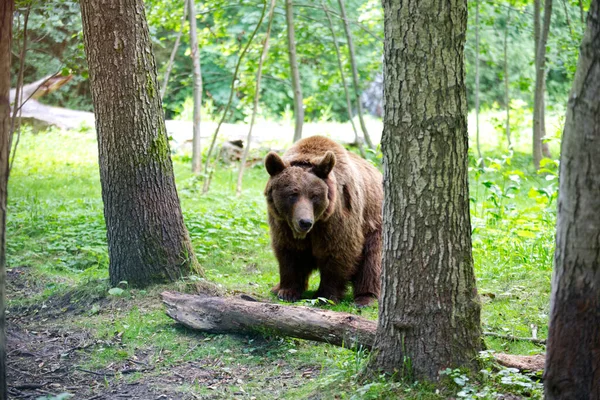 Den Eurasiska Brunbjörnen Skogen Ursus Arctos Arctos — Stockfoto