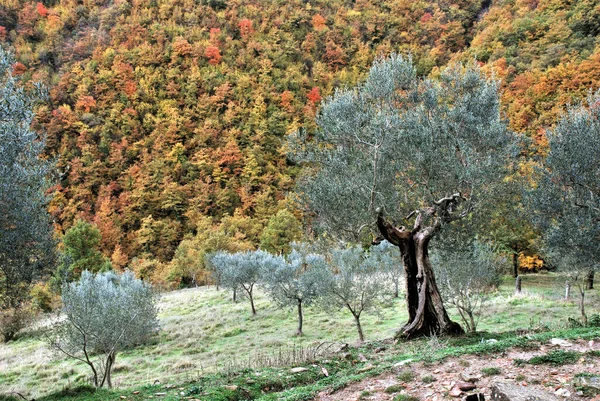 Sonbaharda Vadide Zeytin Ağaçları Olan Manzara — Stok fotoğraf