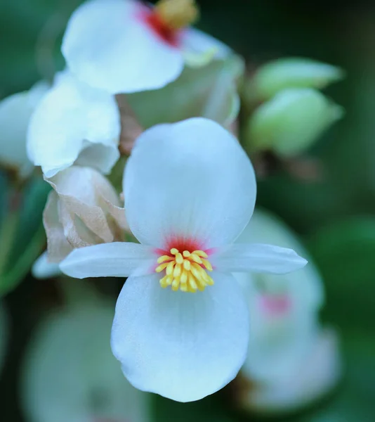 Een Close Shot Van Witte Bloemen — Stockfoto