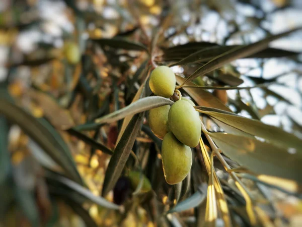 Ένα Κοντινό Πλάνο Ελαιόδεντρα Ένα Πάρκο Στη Μαδρίτη Ισπανία — Φωτογραφία Αρχείου