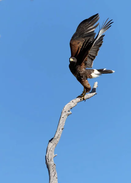 Ein Vertikaler Schuss Eines Adlers Der Auf Einem Ast Thront — Stockfoto