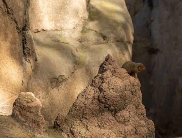 Une Jolie Mangouste Helogale Moelleuse Sur Rocher Dans Zoo — Photo