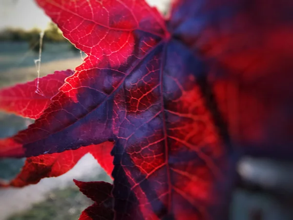 Closeup Shot Red Autumn Leaves Wallpaper Background — 图库照片