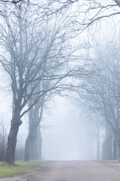 空の公園にある霧に覆われた裸の木 — ストック写真