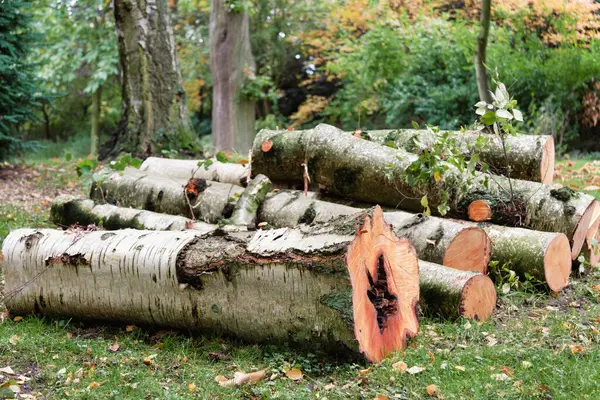 Ein Stapel Brennholz Auf Dem Feld Einem Sonnigen Tag — Stockfoto