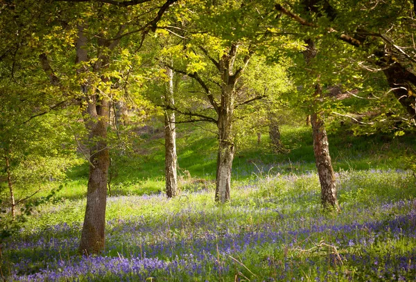 Eine Nahaufnahme Blühender Blauglocken Einem Wald — Stockfoto