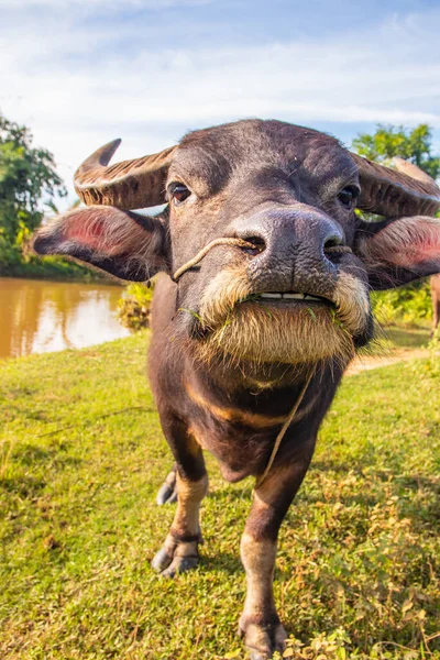 Buffalo Agua Tailandés Campo Arroz Tailandia Sudeste Asiático —  Fotos de Stock