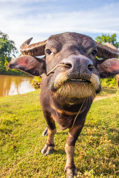 Búfalo Água Tailandês Campo Arroz Tailândia Sudeste Asiático — Fotografia de Stock