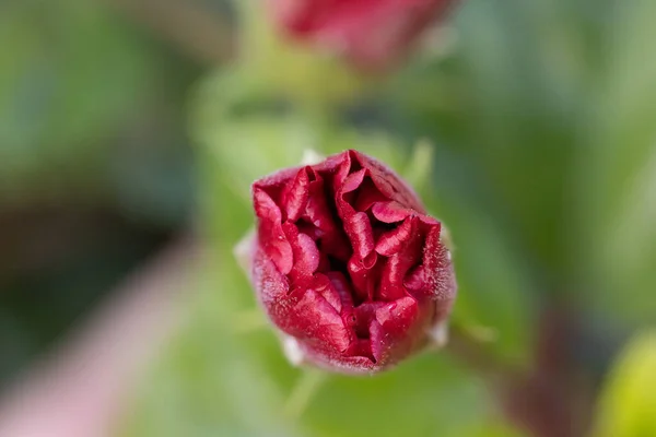 Detailní Záběr Červeného Květinového Poupěte Zahradě — Stock fotografie