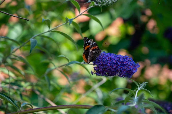 Egy Közeli Kép Egy Pillangóról Gyönyörű Orgonavirágokon — Stock Fotó