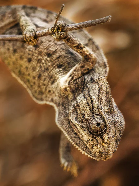 Vertical Closeup Common Chameleon Chamaeleo Chamaeleon — Stockfoto