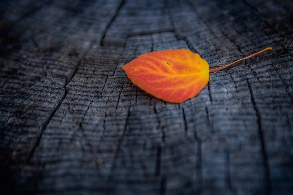 Primer Plano Una Hoja Otoño —  Fotos de Stock