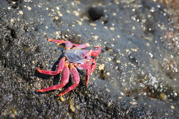 Närbild Röd Stenkrabba Grapsus Adscensionis Kryper Våt Lavasten Havsliv Och — Stockfoto