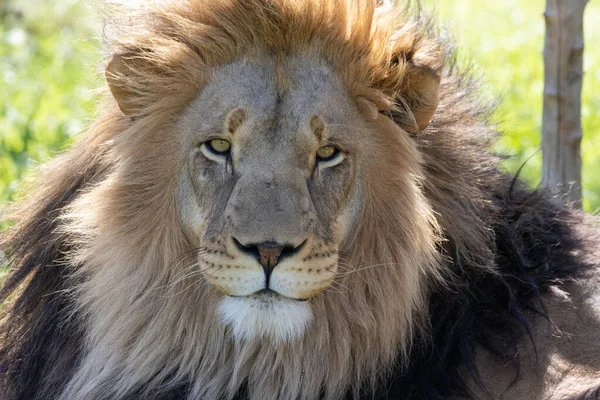 Wspaniały Lew Polu Pod Słońcem Afryce — Zdjęcie stockowe