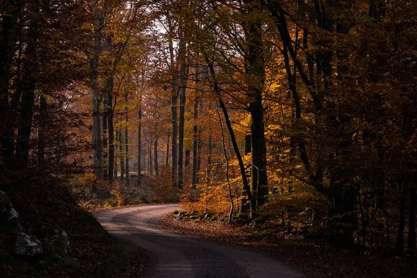 Cesta Lesem Podzim Švédsko — Stock fotografie