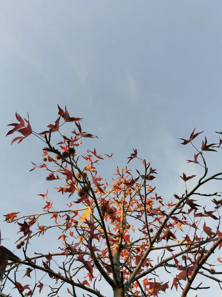 Las Ramas Los Árboles Con Hojas Otoño Cielo Fondo Día —  Fotos de Stock