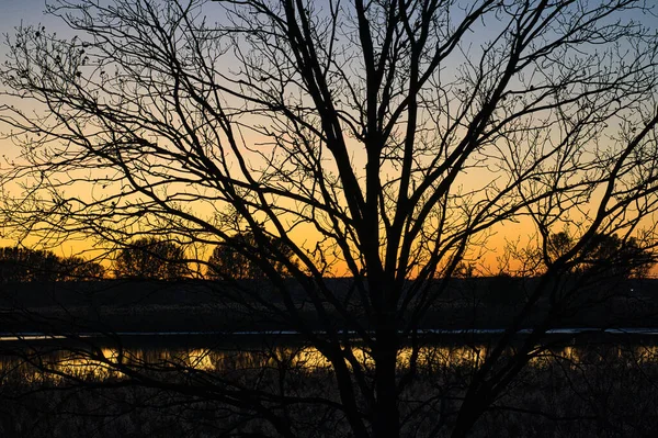 Sagome Degli Alberi Riva Lago Tramonto — Foto Stock