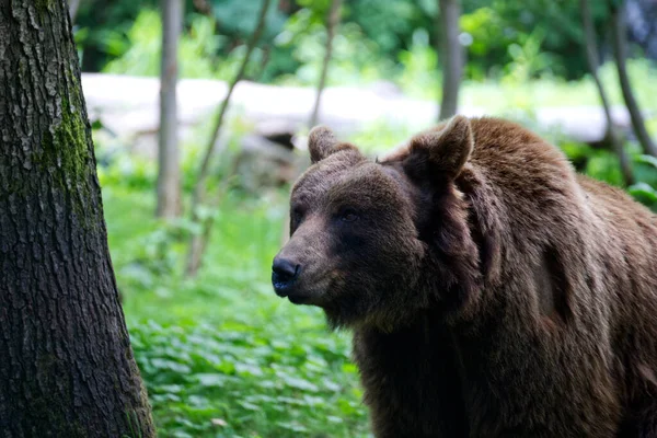 Зграя Євразійських Бурих Ведмедів Лісі Ursus Arctos Arctos — стокове фото