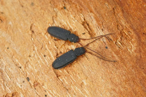 Primer Plano Sobre Dos Escarabajos Corteza Plana Silvanida Uleiota Planata — Foto de Stock