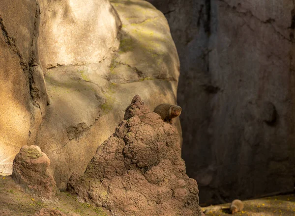 Une Jolie Mangouste Helogale Moelleuse Sur Rocher Dans Zoo — Photo