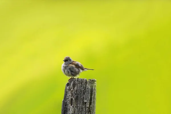 그루터기에 아름다운 참새의 — 스톡 사진