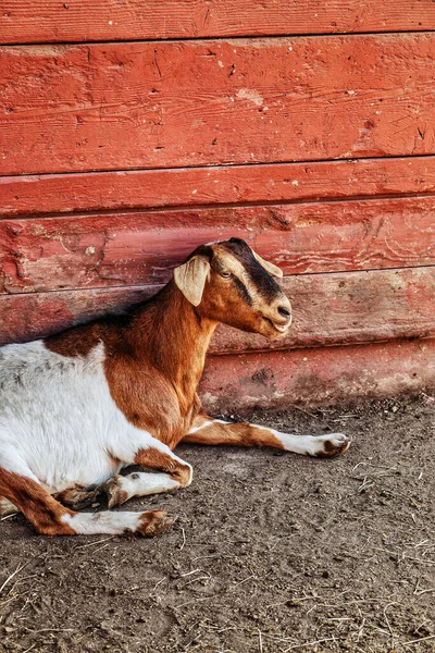 Gros Plan Une Chèvre Assise Dans Ferme Près Mur — Photo