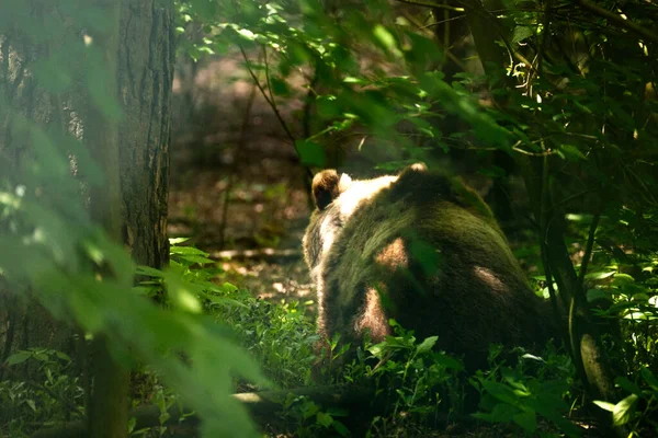 Primo Piano Dell Orso Bruno Eurasiatico Nella Foresta Ursus Arctos — Foto Stock