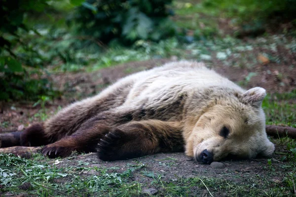 Zbliżenie Eurazjatyckiego Niedźwiedzia Brunatnego Spoczywającego Lesie — Zdjęcie stockowe