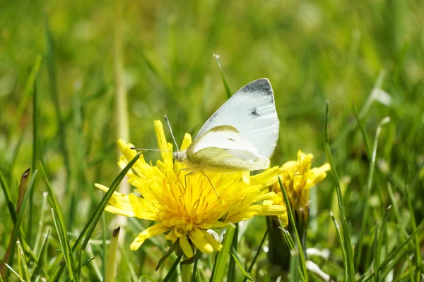 庭に咲く黄色のタンポポの花に小さなキャベツ蝶のクローズアップショット — ストック写真