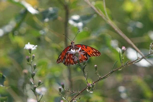 Mise Point Sélective Papillon Orange Sur Une Fleur — Photo