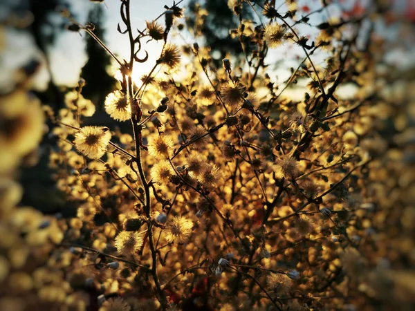 Tiro Perto Arbusto Fora Pôr Sol — Fotografia de Stock