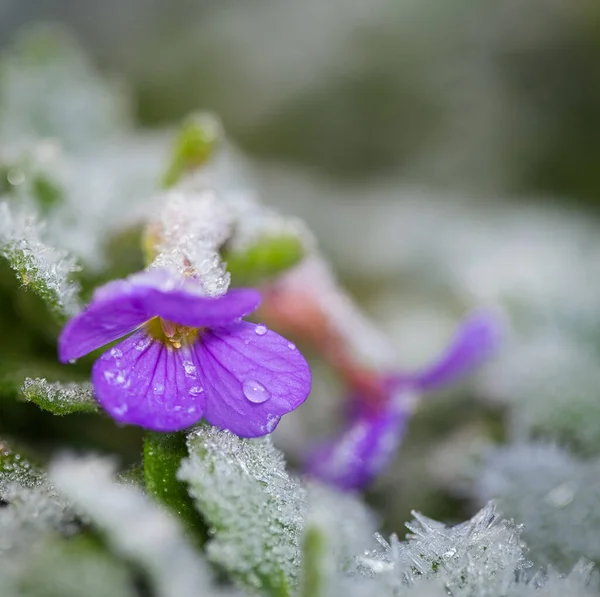 Closeup Shot Purple Rock Cress Flower Enveloped Ice Blurred Background Stock Picture