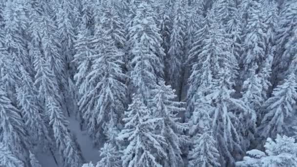 Красивый Зимний Пейзаж Заснеженными Деревьями — стоковое видео