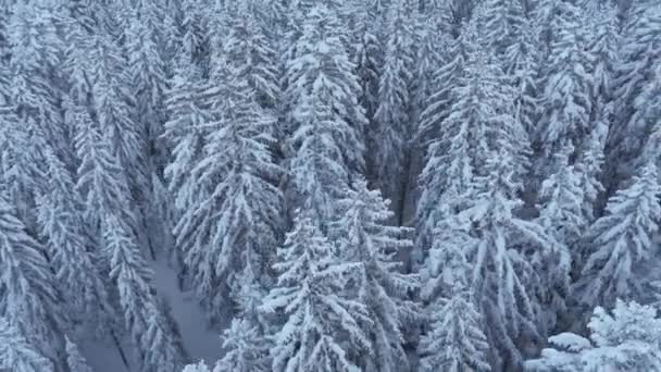 美丽的冬季风景 冰雪覆盖的树木 — 图库视频影像