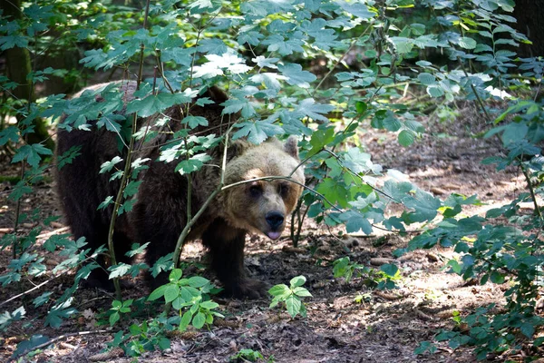 Primer Plano Del Oso Pardo Eurasiático Bosque Ursus Arctos Arctos — Foto de Stock