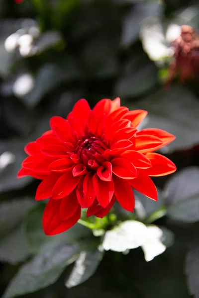 Неглубокий Фокус Красной Dahlia Pinnata — стоковое фото