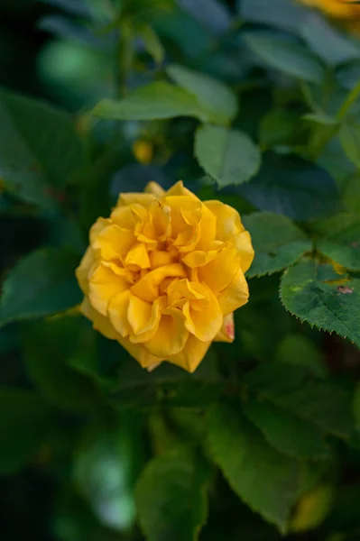 Gros Plan Vertical Une Belle Rose Jardin Jaune — Photo